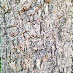 Closeup view of rough textured brown tree bark surface