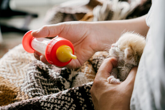 Caring person feeds a small kitten from a bottle