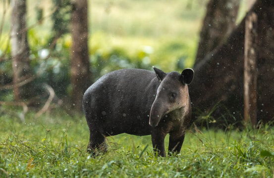 A Juvenile Baird's Tapir In A Forest