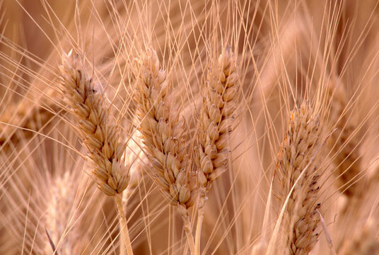 Wheat heads (Triticum aestivum) cropfields Palouse Prairie Washington