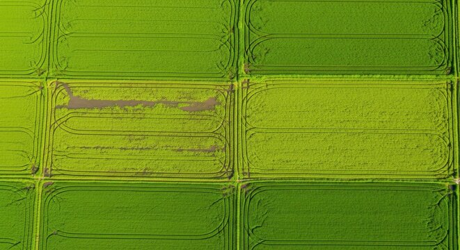 Aerial View of Rice Paddy Fields: Green Agriculture Landscape