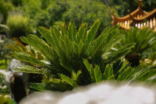 Sago Palm Plants in Chinese Garden Sydney