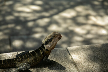 Water Dragon, Chinese Pavilions Sydney