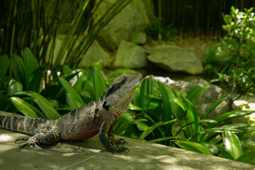 Water Dragon, Chinese Gardens Sydney