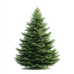 Fresh pine Christmas tree with symmetrical shape standing on transparent background