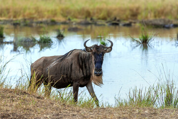 Wildebeest standing by water