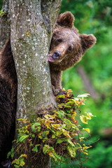 Close Bear cub clings to the side of the tree. Wildlife scene from nature