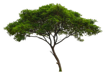 single tree PNG transparent background 
