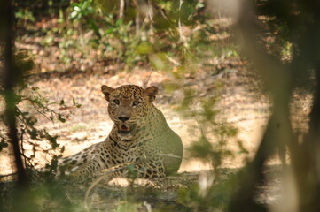 Amazing Leopards in Wilpattu National Park, Sri Lanka 