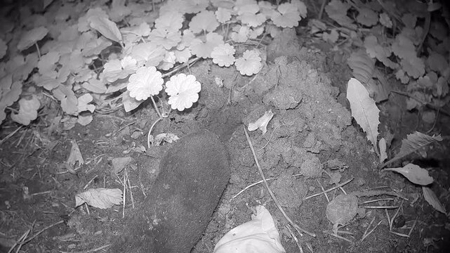 European mole (Talpa europaea) has come out of its residential burrow for a moment at night. Estonia.