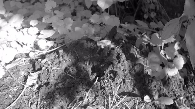 European mole (Talpa europaea) wants to emerge from its residential burrow. Estonia.