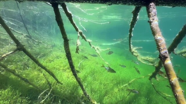 Common roaches&nbsp;(Rutilus rutilus) swimming between the branches of sunken tree in freshwater a lake in Estonia.
