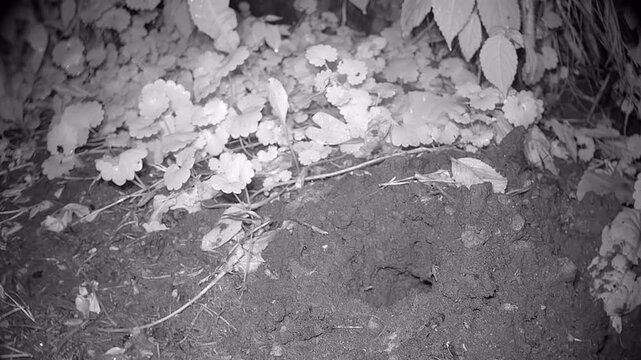 European mole (Talpa europaea) takes a moment to survey its surroundings. Estonia.