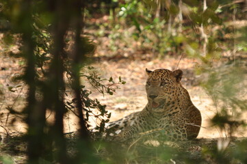 Amazing Leopards in Wilpattu National Park, Sri Lanka 