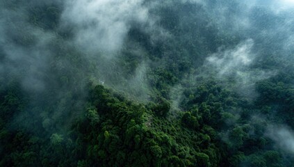 Misty mountain range, dense forest