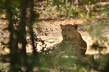 Amazing Leopards in Wilpattu National Park, Sri Lanka 