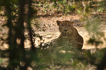 Amazing Leopards in Wilpattu National Park, Sri Lanka 