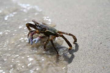 The beach near Hoi An in Vietnam were full of interesting crab - the creatures allowed us to get very close and take photos