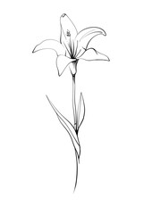 Graceful Lily Flower Elegant hand drawn line art sketch with black ink 