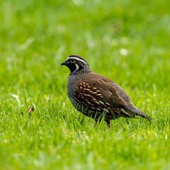 Grouse in a grassy field