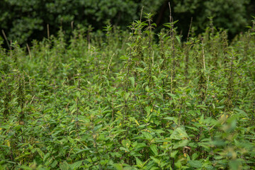 Beautiful wild nettle plants growing outdoors. Healthy organic nettle leaves