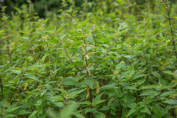 Beautiful wild nettle plants growing outdoors. Healthy organic nettle leaves
