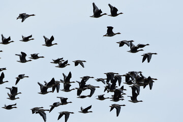 密に飛ぶマガン