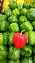 A single red bell pepper stands out amongst many green ones in a grocery store display