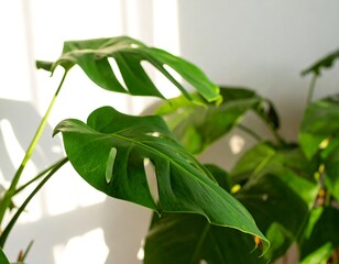 Lush green leaves of a houseplant bathed in sunlight against a bright wall