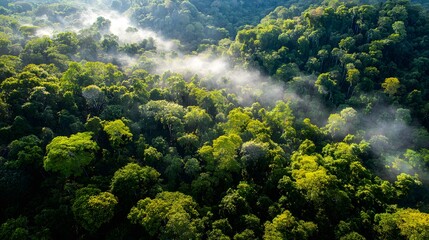 Lush green forest canopy with morning mist.