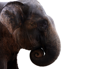 Closeup head elephant on isolated background