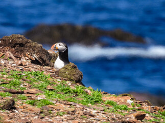 Individual atlantic puffin emerging from burrow