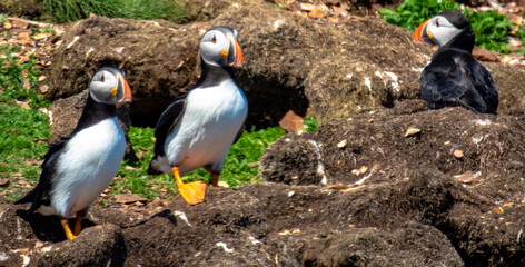 single  atlantic puffin or common puffin