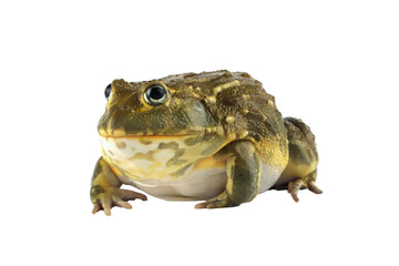 The African Giant Bullfrog (Pyxicephalus adspersus) closeup, Juvenile  African Giant Bullfrog on isolated background