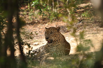 Amazing Leopards in Wilpattu National Park, Sri Lanka 