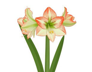 Fototapeta premium Vibrant, pale-green and orange amaryllis