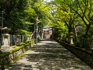 青紅葉に覆われた八阪神社の参道