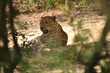 Amazing Leopards in Wilpattu National Park, Sri Lanka 