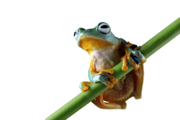 Tree frog on leaf, Gliding frog (Rhacophorus reinwardtii) sitting on leaves, Javan tree frog on branch, Indonesian rainforest tree frog