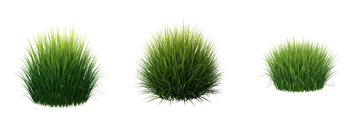 Green grass clump with fresh vibrant blades in three different sizes, showing natural growth and healthy outdoor vegetation