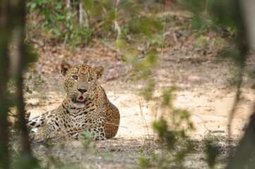 Amazing Leopards in Wilpattu National Park, Sri Lanka 