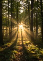 Obraz premium Sunlight Streaming Through Tall Green Forest Trees in Morning Light