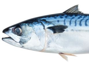 Whole Fresh Indian Mackerel Seafood PNG Isolated on Transparent Background