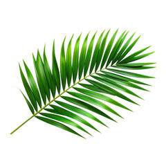 Fototapeta premium tropical green palm leaf tree isolated on transparent background with fresh vibrant fronds