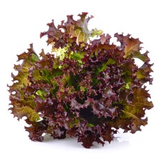 Red leaf lettuce head close up