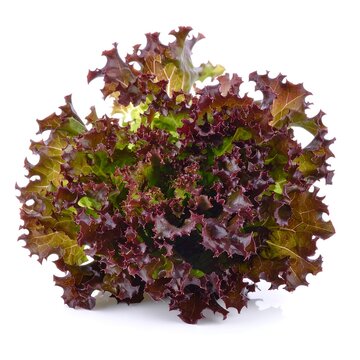 Red leaf lettuce head close up