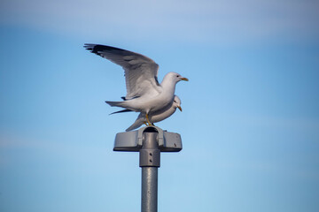 Close-up series of seagulls mating, interacting, and calling while perched on a street lamp under a bright blue sky in Norway. Perfect for wildlife and nature photography concepts.