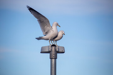 Close-up series of seagulls mating, interacting, and calling while perched on a street lamp under a bright blue sky in Norway. Perfect for wildlife and nature photography concepts.