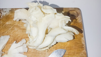 Isolated picture of pleurotus ostreatus mushrooms or jamur tiram putih 