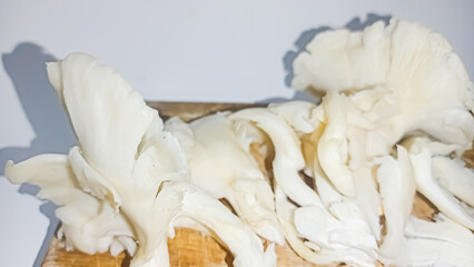 Isolated picture of pleurotus ostreatus mushrooms or jamur tiram putih 